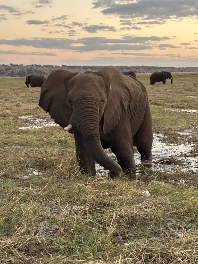 An elephant in the foreground appears to be looking at the photographer, with several other elephants in the background.